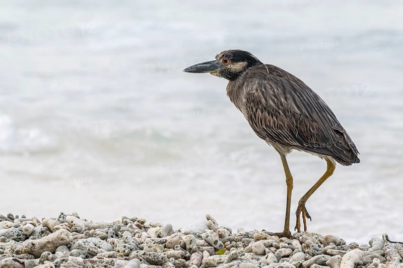 Crab Heron (Nyctanassa violacea), Playa Kalki, Curacao