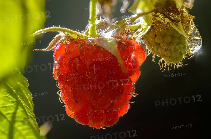 Raspberry, Rubus idaeus, flora, plants, plants, red raspberry