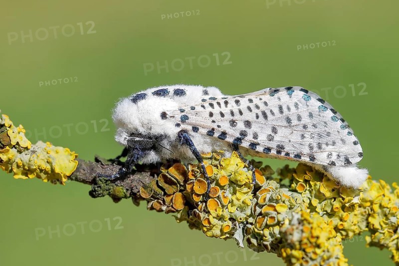 Giant leopard moth (Hypercompe scribonia) perched on a branch covered in lichen, moth, bear moth, Altmühltal, Franconian Lake District, Middle Franconia, Franconia, Bavaria, Germany