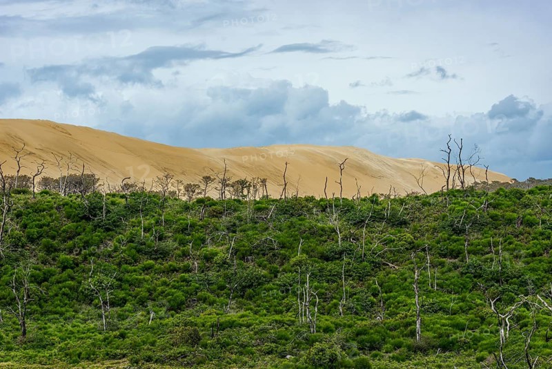 Wooded area off the Dune du Pilat near Arcachon on the Atlantic Ocean, France