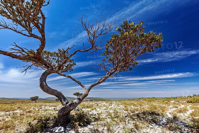 Dramatically shaped tree under cloudy sky in open landscape, the thornshrub savanna in the Caatinga countryside in the federal states of Pernambuco and Bahia in Brazil