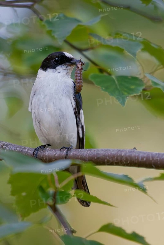 Collared flycatcher, ficedula albicollis, collared snapper, birds, high size, portrait format, passeri, songbirds, birds