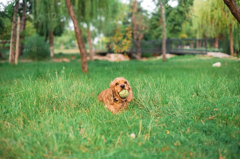 A dog with a ball in its mouth lying in the tall grass surrounded by trees