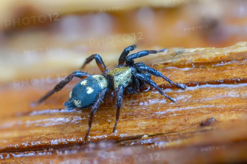 Ant thief, ant-eating flat-bellied spider, arachnida, callilepis nocturna, common ant thief, common ant thief, arachnids, spiders, spiders