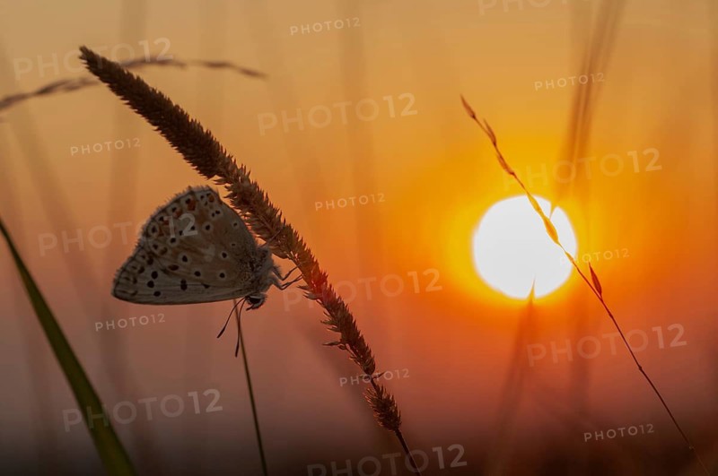 Lysandra coridon, polyommatus coridon, silverblue, silvergreen blue, atmosphere, butterfly, chalkhill blue, insects, sleep, butterfly, sleep, mood, butterflies, butterflies