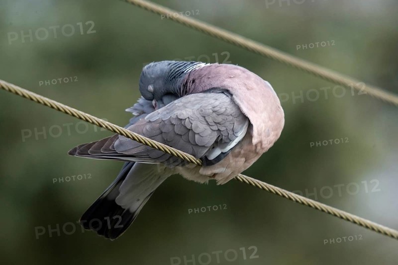 Columba palumbus, woodpigeon, birds, columbidae, doves, plumage care, preening, pigeons, birds