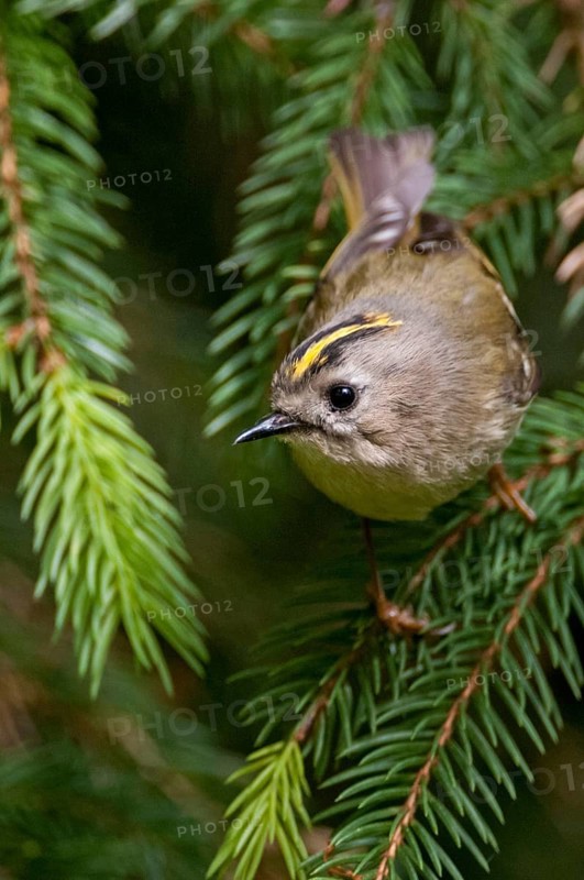Goldcrest, golden chicken, Regulus regulus, winter golden chicken, birds, high size, portrait format, passeri, songbirds, birds