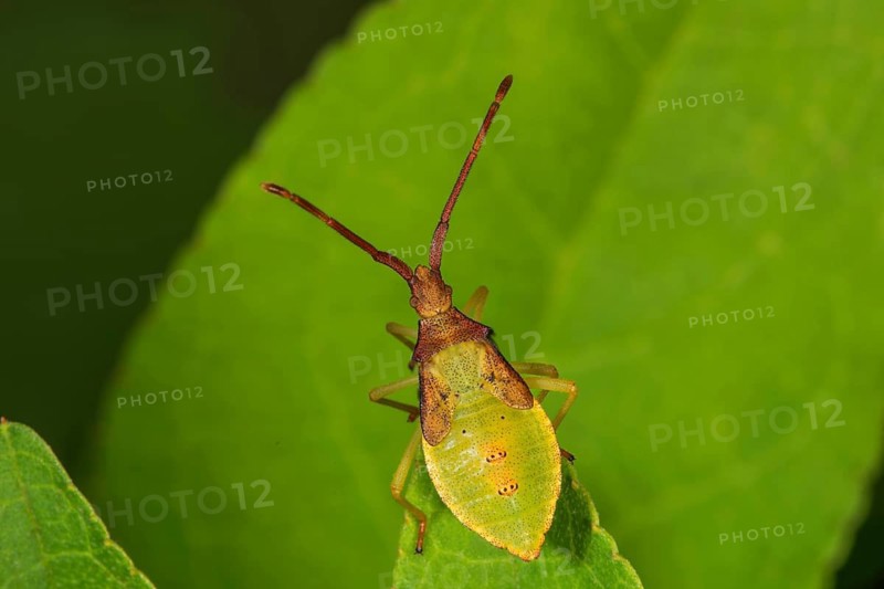 A juniper leaf bug (Gonocerus juniperus) in its fifth larval stage on a leaf, close-up photograph, Baden-Württemberg, Germany