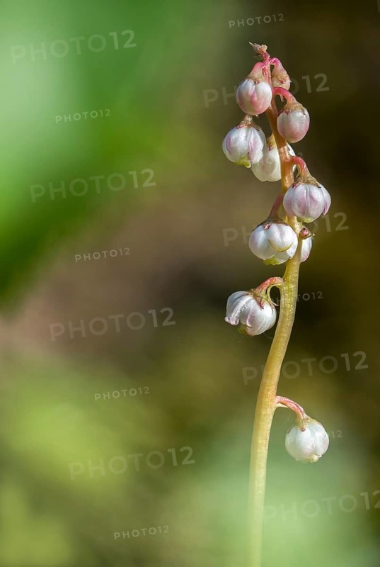 Ericaceae, heather family, small wintergreen, pyrola minor, common wintergreen, flora, high size, portrait, lesser wintergreen, plants, snowline wintergreen