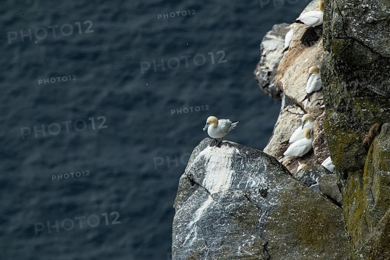 A group of northern gannets resting on a rocky cliff by the sea, northern gannet (Sula bassana), cliff face, bird island, Runde, Norway