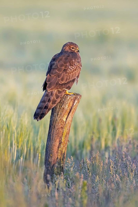 Montagu's harrier (Circus pygargus) adult female perched on wooden fence post along field, farmland in spring