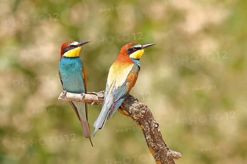 European bee-eater (Merops apiaster) two animals sitting on a branch, pair of animals, Lake Neusiedl, Burgenland, Austria
