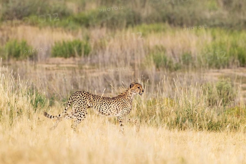 Cheetah (Acinonyx jubatus). Femal, walking. Kalahari Desert, Kgalagadi Transfrontier Park, South Africa