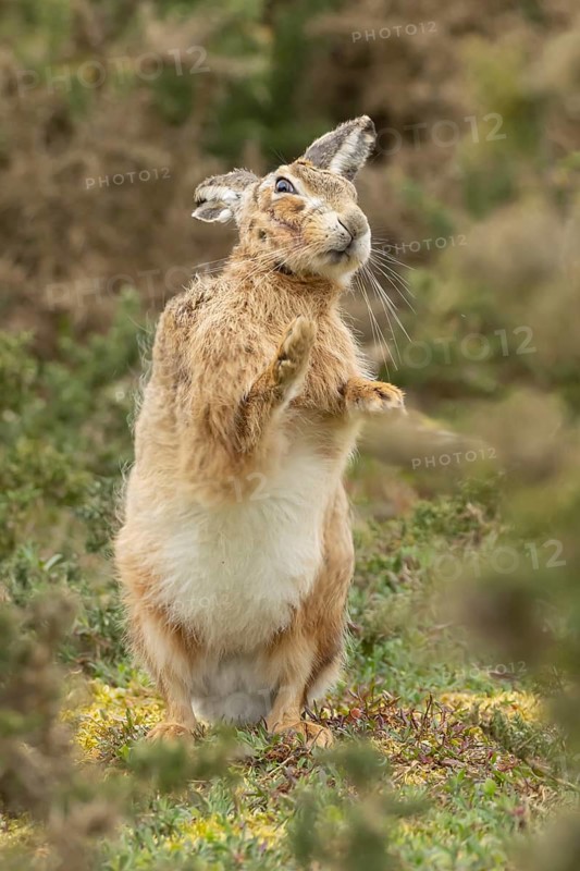 European brown hare (Lepus europaeus) adult animal shaking in grassland, England, United Kingdom