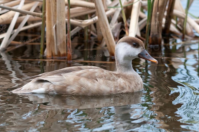 Common duck, netta rufina, red-crested pochard, anatidae, birds, ducks, ducks, ducks, female, birds, waterbirds, waterbirds, female