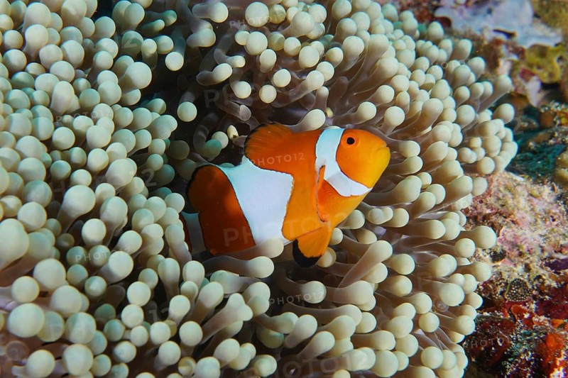 An Ocellaris Clownfish (Amphiprion ocellaris), Nemo, is hiding amongst the tentacles of a sea anemone, at the Coral Garden dive site, Menjangan, Bali, Indonesia