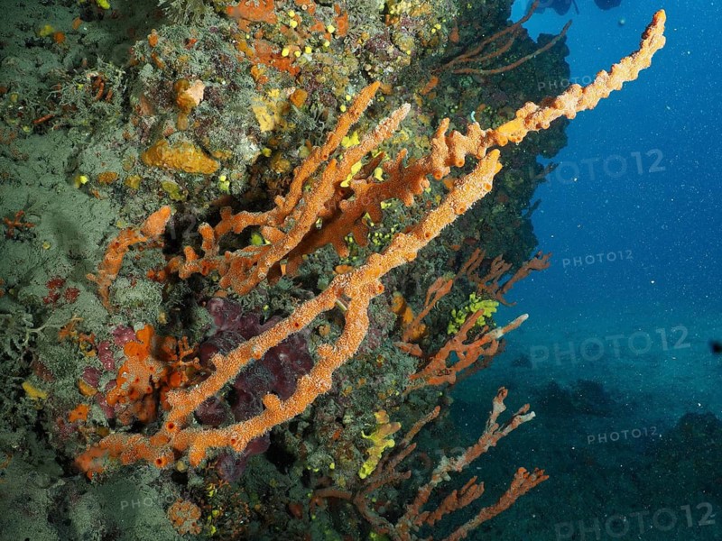 A colourful coral reef with sponges, the Mediterranean antler sponge (Axinella cannabina) and a high level of biodiversity forms a vibrant underwater landscape: Fraskeric dive site, Stoja, Pula, Croatia, Mediterranean Sea