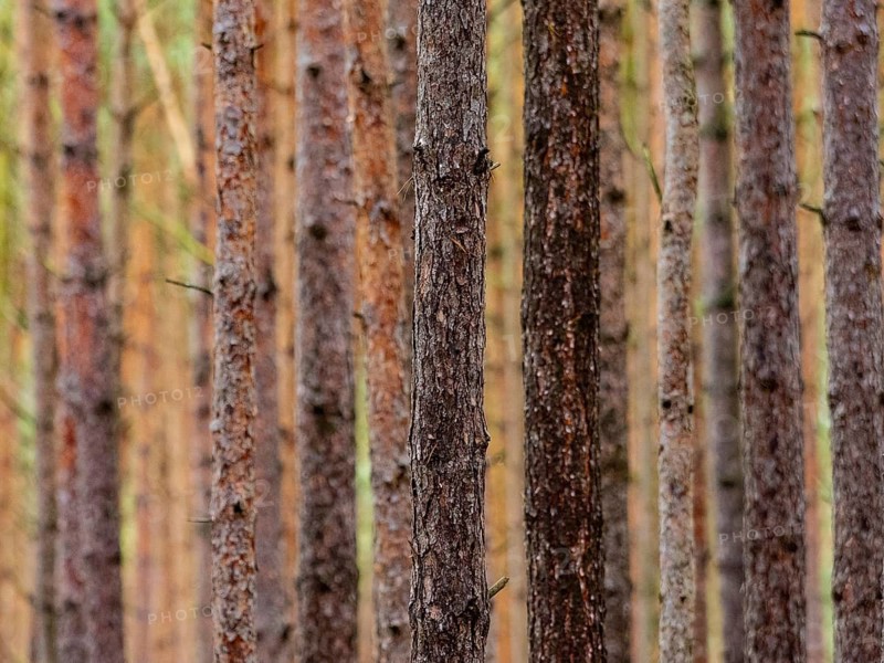 Red and orange in a pine forest, Nossentiner Schwinzer Heide nature park Park, Mecklenburg-Western Pomerania, Germany