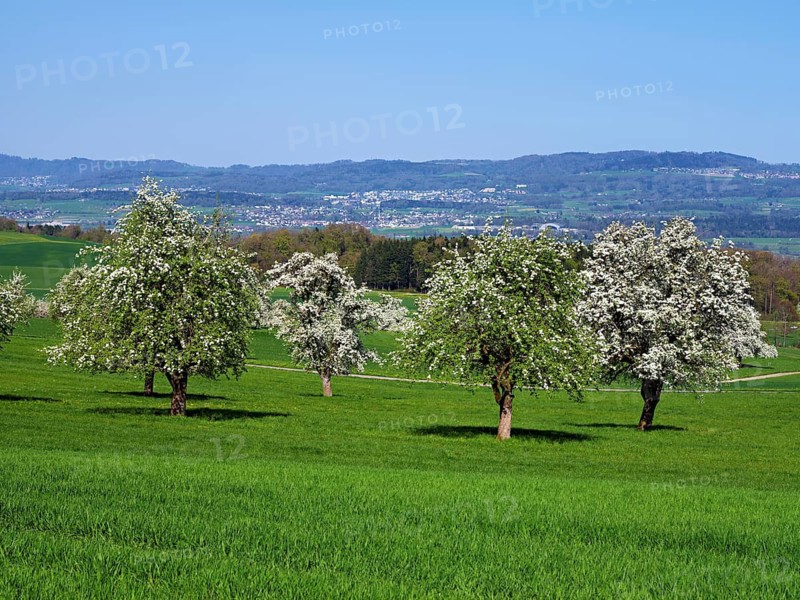 A group of blossoming pear trees, Beinwil, Freiamt, Aargau Canton, Switzerland