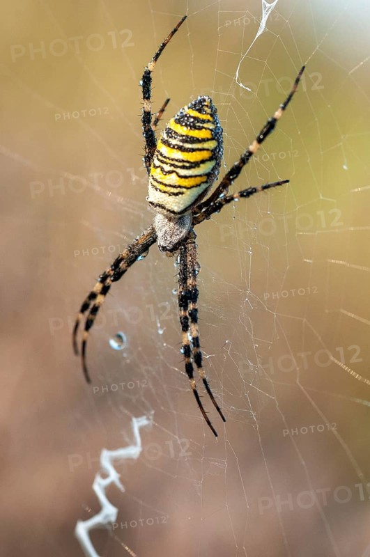 2009, Argiope Brünnichi, Brandenburg, Germany, Nabu, national natural heritage, natural paradise Grünhaus, arachnids, tiger spider, wasp spider, arthropod, post-mining landscape, green house, high size, portrait format, spiders, spiders, wasp spider, zebra spider