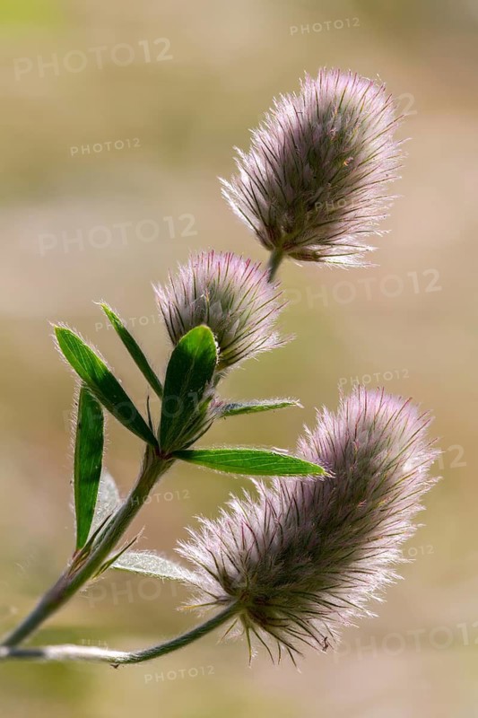 Fabaceae, hare clover, butterflies, trifolium arvense, flora, high size, vertical format, plants