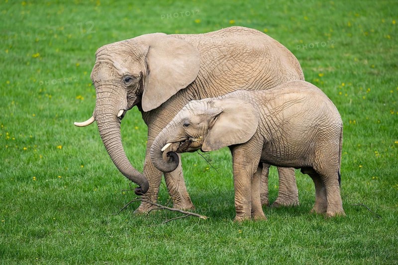 African bush elephant (Loxodonta africana) mother with calf (youngster) standing on a meadow, captive, distribution Afrika