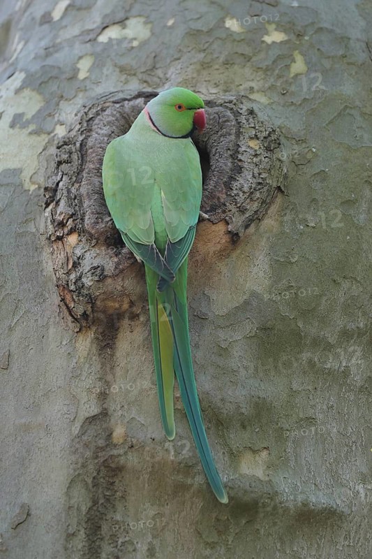 A parrot sits quietly in a tree hollow, observing its surroundings: a ring-necked parakeet (Psittacula krameri), adult, nesting hollow, Luisenpark, Mannheim, Baden-Württemberg, Germany
