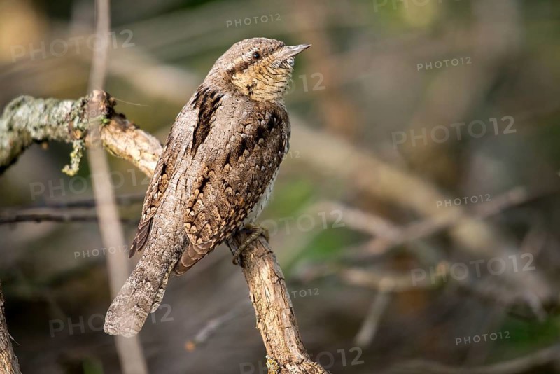 Brandenburg, Germany, Jynx Torquilla, Nabu project, national natural heritage, Grünhaus natural paradise, Wendehals, Wryneck, post-mining landscape, birds, green house, piciforms, woodpeckers, birds, woodpecker