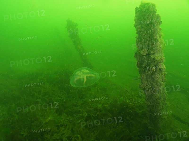 Underwater landscape featuring moon jellyfish (Aurelia aurita) and a vegetated wreck in green water, Severn Wreck (Trubbnos) dive site, Konabbsfjärden, Nynäshamn, Stockholm, Sweden