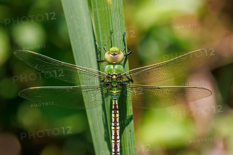 Emperor Dragonfly (Anax imperator) with wings outstretched resting on a green plant leaf, Sussex, UK