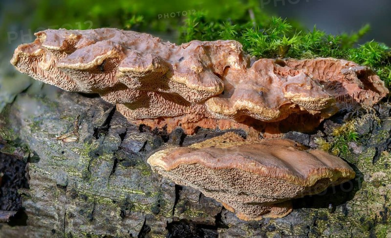 Hapalopilus nidulans, Hapalopilus rutilans, cinnamon-colored soft porling, cinnamon bracket, fungi, mushrooms, porling, purple dye polypore, tender nesting polypore