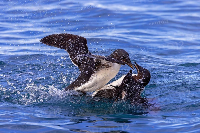 Two thick-billed murres, Brünnich's guillemots (Uria lomvia) adults fighting while swimming in the Arctic Ocean in summer at Svalbard, Spitsbergen