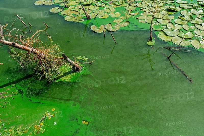 Aquatic cyanobacteria, blue-green algae, cyanobacterial toxic bloom forming algal mat on water surface of freshwater lake during heatwave in summer