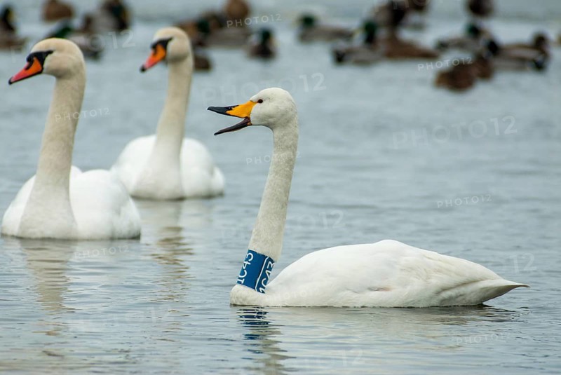Cygnus cygnus, cygnus olor, mute swan, whooper swan, anatidae, birds, duckbirds, collared swan, swan, swans, swan, swans, birds, waterbirds, waterbirds