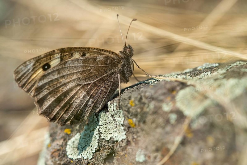 Alpine Witch, Mountain Witch, Chazara Briseis, Hermit, Steppe Porter, Butterfly, Insects, Butterfly, Butterflies