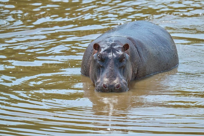 A solitary hippopotamus swims calmly in the brown river, surrounded by unspoilt wilderness, hippopotamus (Hippopotamus amphibius), Masai Mara National Reserve, Narok County, Kenya