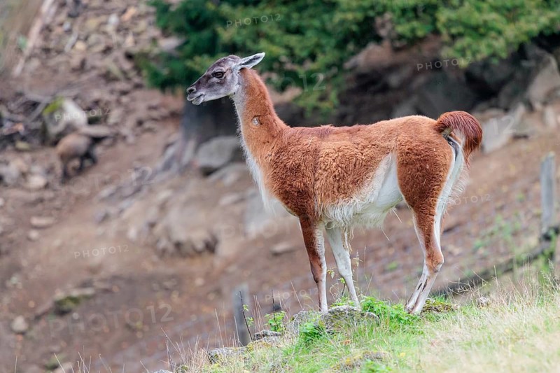A vicuna (Lama vicugna) stands in a green meadow in a slope. Argentina, Bolivia, Chile, Ecuador, Peru