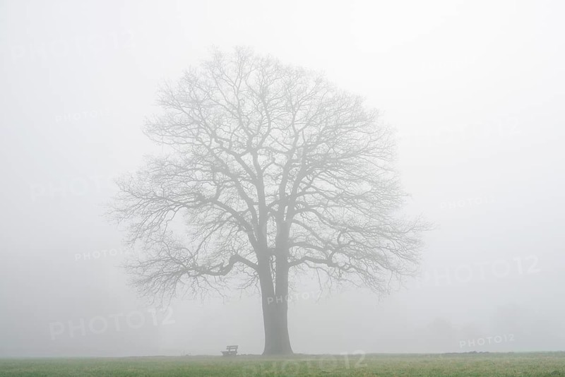 English oak (Quercus robur, Quercus pedunculata) in fog, North Rhine-Westphalia, Germany