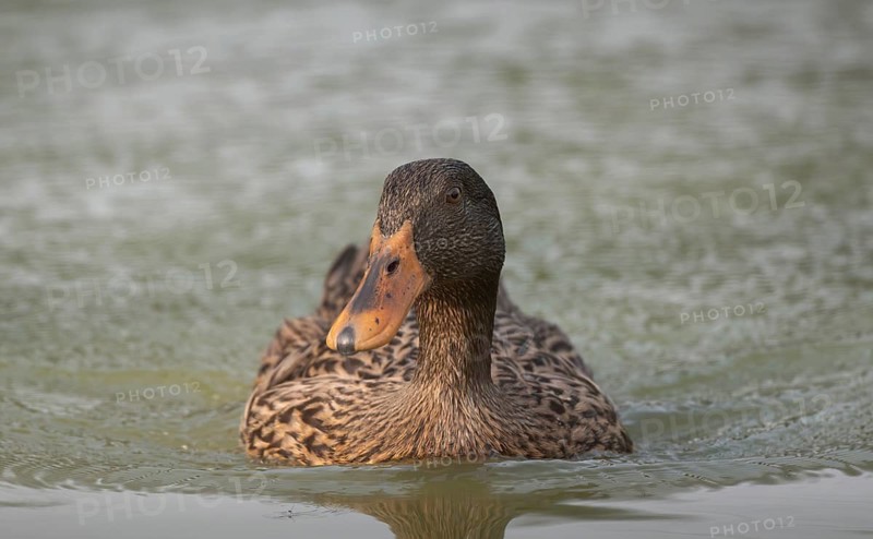 Female Mallard duck (Anas platyrhynchos) swimming in a pond, Sreepur, Gazipur, Bangladesh