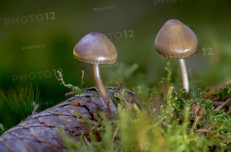 Spruce cone helmet, mycena plumipes, mycena strobilicola, cone helmet, fungi, fungi