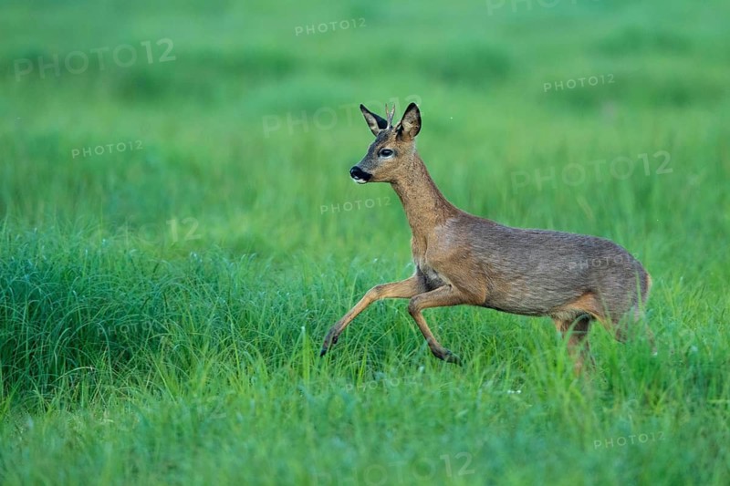 Roe deer (Capreolus capreolus) in Lauf, Vechta, Lower Saxony, Germany