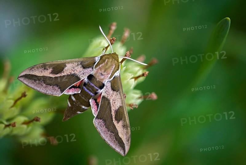 Hyles euphorbiae, milkweed swarmers, butterfly, insects, moths, moths, moths, butterfly, swarmer, spurge hawk-moth