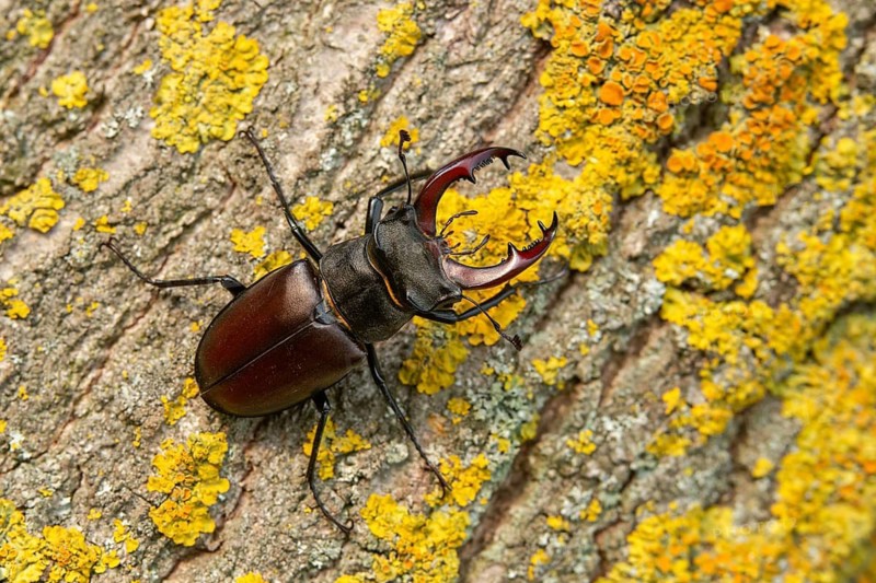 Thundergugi, firecracker, stag beetle, horn shredder, Lucanus cervus, Schröter, Beetle, Coleoptera, insects, insects, beetles, male, stag beetle