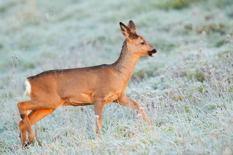 European roe deer (Capreolus capreolus), a doe in a meadow covered in hoarfrost, North Rhine-Westphalia, Germany