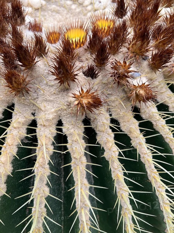 Melon cactus or Turkish cap cactus (Melocactus) with Cephalium, detail, close-up, Botanical Garden, Bavaria, Germany