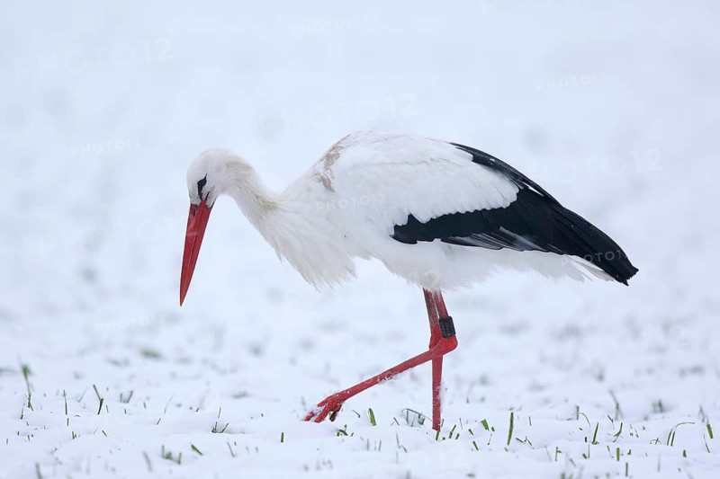 White Stork (Ciconia ciconia) foraging in snow, North Rhine-Westphalia, Germany