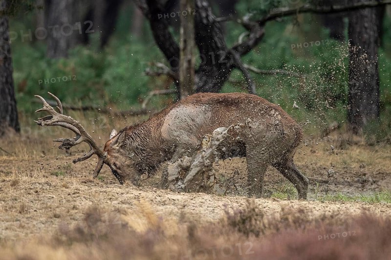 Red deer (Cervus elaphus), in the wallow, Hoenderloo, Gelderland, Netherlands
