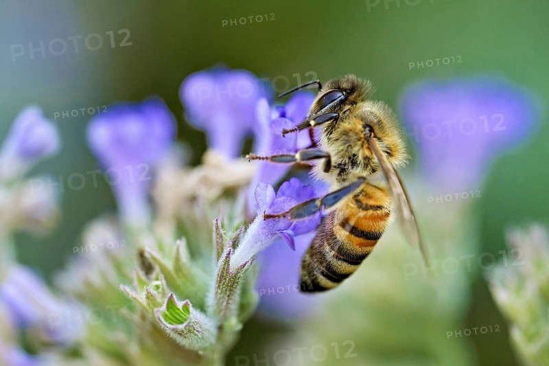Western honey bee (Apis mellifera), feeding on nectar from a catmint (Nepeta faassenii) flower, Meienberg, Canton of Aargau, Switzerland