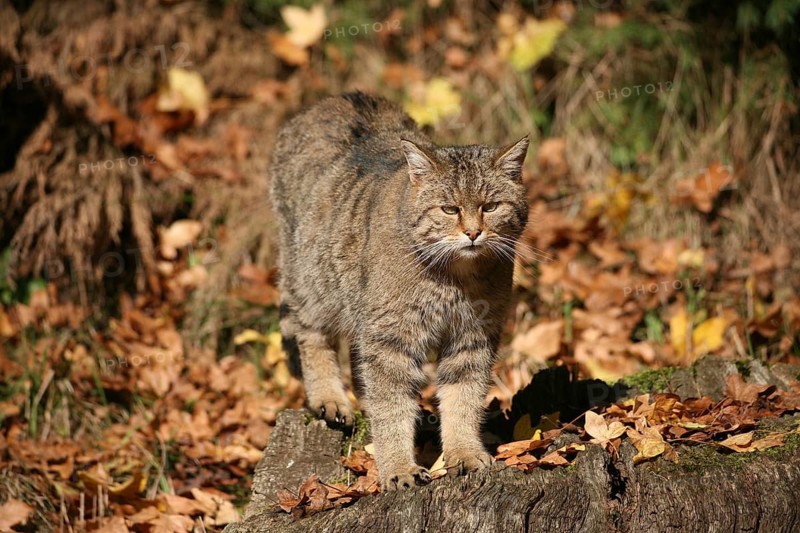 European wildcat (Felis silvestris) amongst brown autumn leaves, Allgäu, Bavaria, Germany