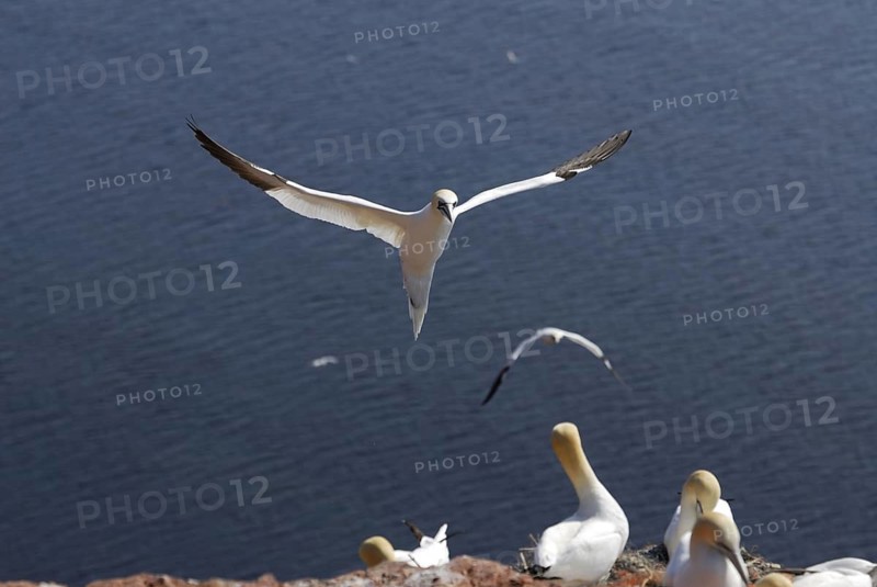 Gannet, Sula Bassana, Nortern Gannet, seabird on the rock of Heligoland, Heligoland, Germany